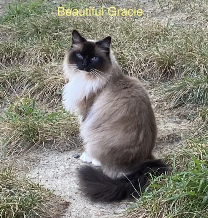 Pouncey Tract Veterinary Hospital Picture 8