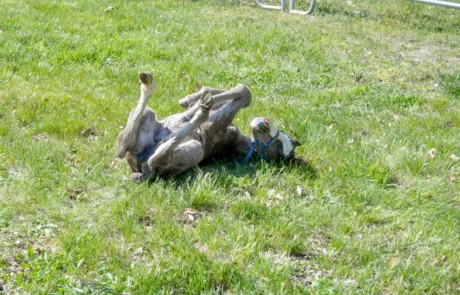 Virginia Equine Pllc Picture 4