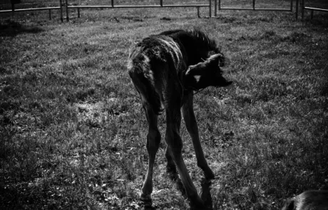 Virginia Equine Pllc Picture 1