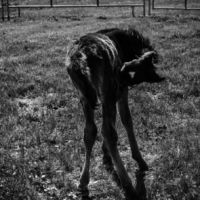 Virginia Equine Pllc ico
