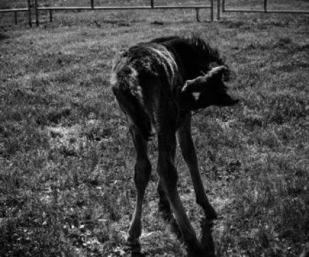 Virginia Equine Pllc