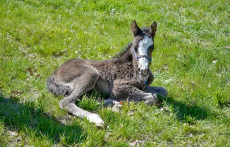 Virginia Equine Pllc Picture 10