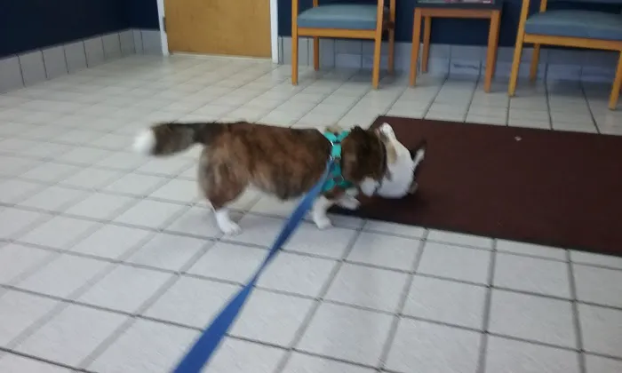 Manakin-Sabot Veterinary Clinic Picture 2