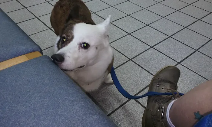 Manakin-Sabot Veterinary Clinic Picture 4