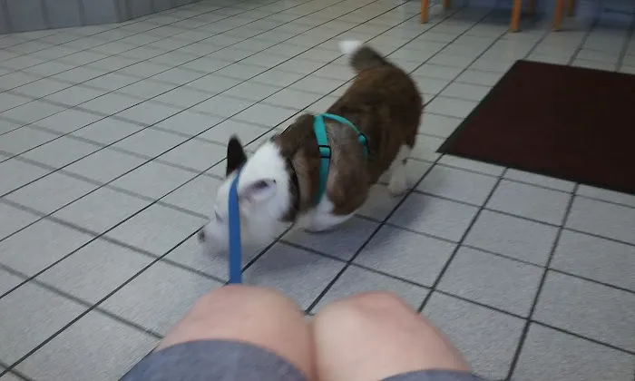 Manakin-Sabot Veterinary Clinic Picture 10