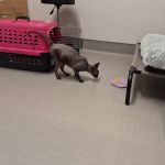 CVCA Cardiac Care For Pets