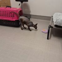 CVCA Cardiac Care For Pets ico