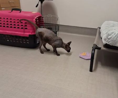 CVCA Cardiac Care For Pets