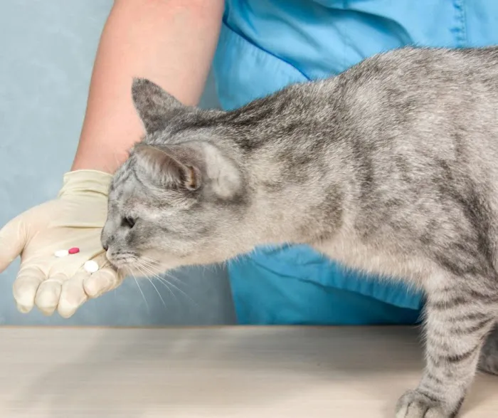 CVCA Cardiac Care For Pets Picture 5