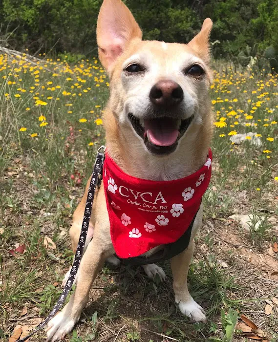 CVCA Cardiac Care For Pets Picture 10