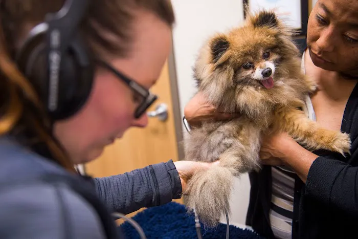 CVCA Cardiac Care For Pets Picture 3