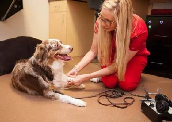 CVCA Cardiac Care For Pets Picture 7