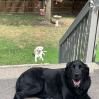 Glen Allen Animal Hospital ico