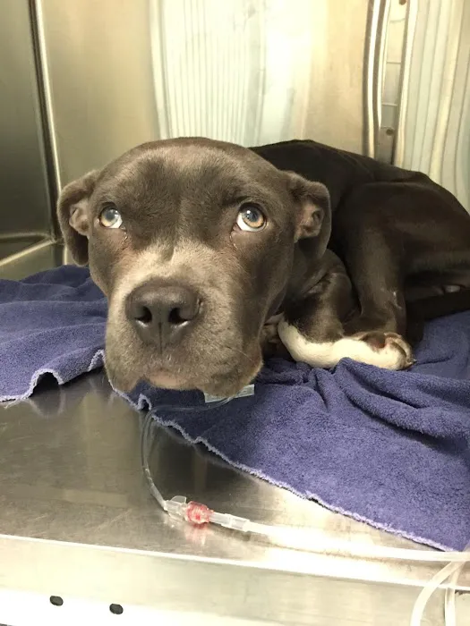 Glen Allen Animal Hospital Picture 6