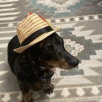 4Strong Paws LLC ico