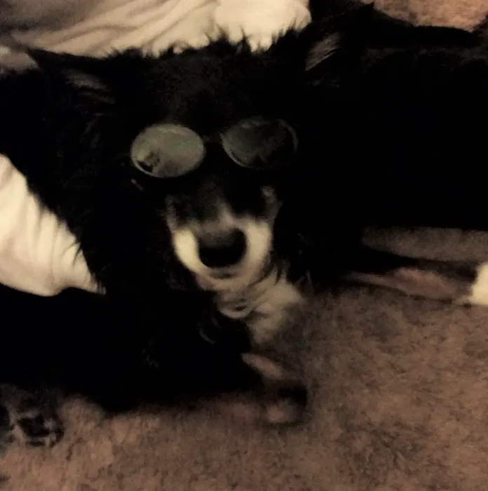 4Strong Paws LLC Picture 2