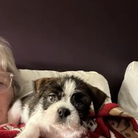 Rutland Animal Hospital ico