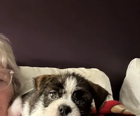 Rutland Animal Hospital