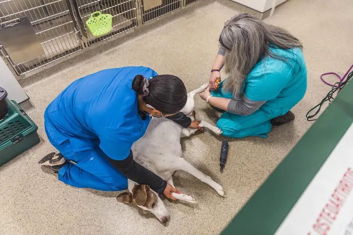 Short Pump Animal Hospital Picture 3