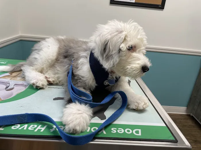 Short Pump Animal Hospital Picture 1