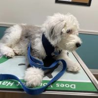 Short Pump Animal Hospital ico