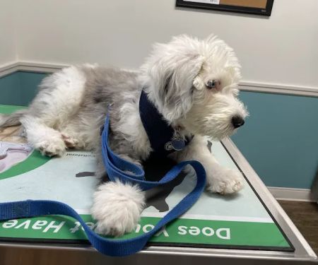 Short Pump Animal Hospital