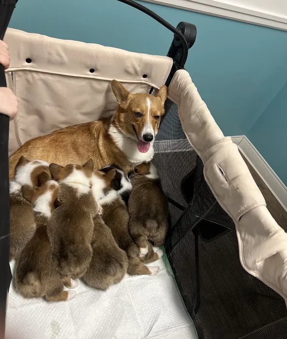 Short Pump Animal Hospital Picture 5