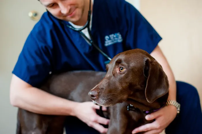 Bush Veterinary Neurology Service (BVNS) - Short Pump Picture 2