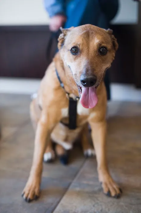 Bush Veterinary Neurology Service (BVNS) - Short Pump Picture 8