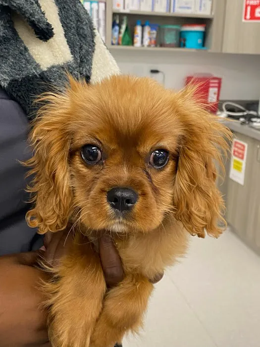 COTA Veterinary Picture 10