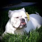 Crossroads West Veterinary Center