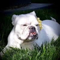 Crossroads West Veterinary Center ico