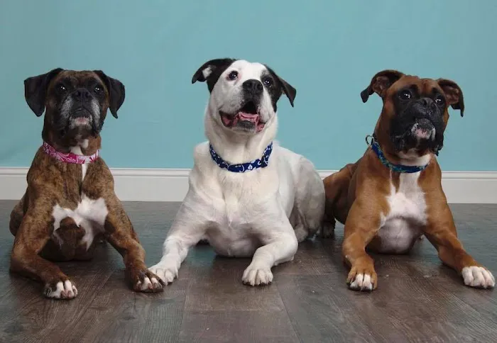 Wellesley Animal Hospital Picture 5