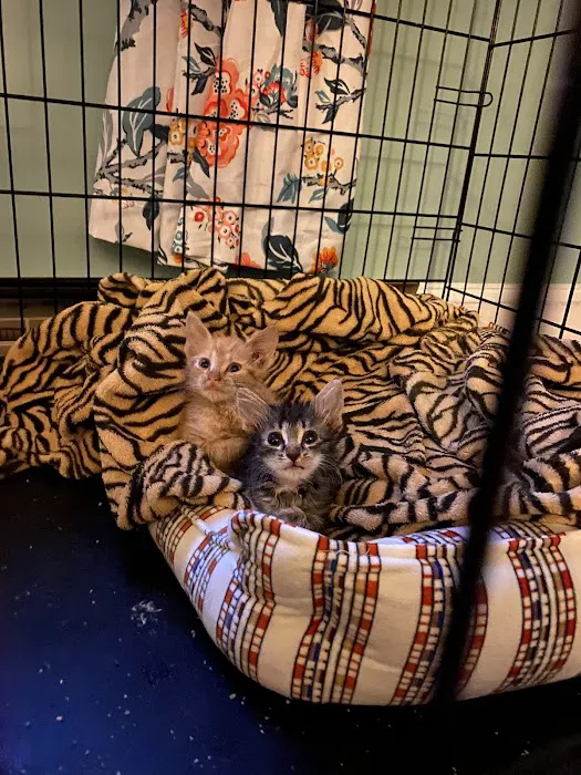 Wellesley Animal Hospital Picture 9