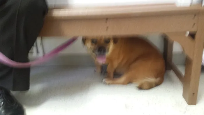 Strongsville Animal Hospital Picture 4