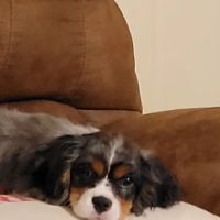 Strongsville Animal Hospital ico