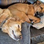 Crossroads Animal Hospital