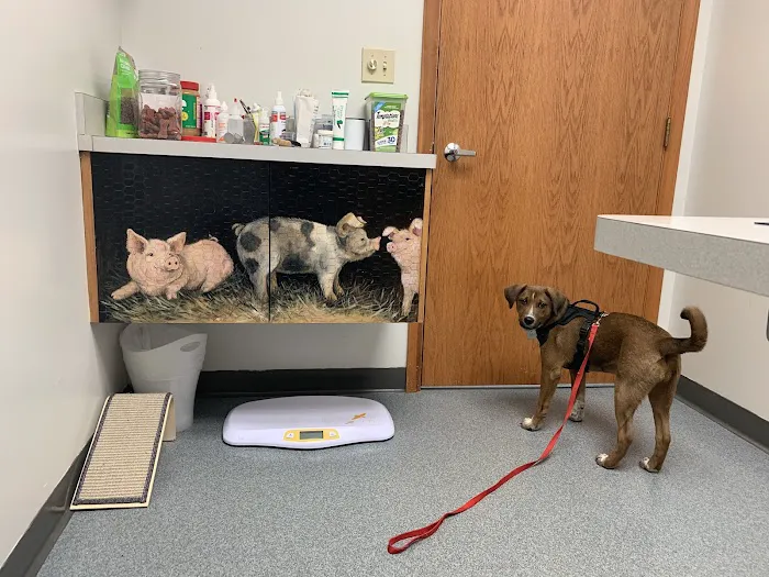 St Francis Animal Hospital Picture 10