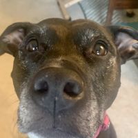 St Francis Animal Hospital ico