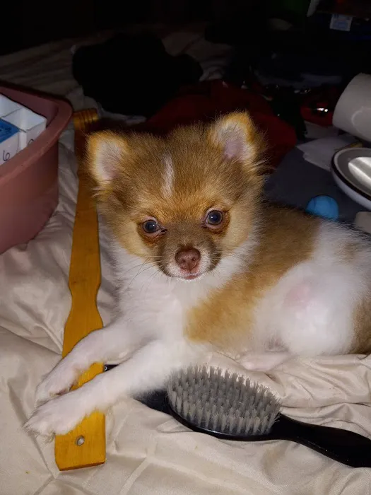 St Francis Animal Hospital Picture 8