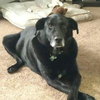 Hinckley Animal Hospital ico