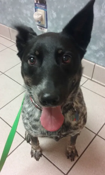 Hinckley Animal Hospital Picture 6