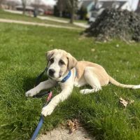 Big Creek Pet Hospital ico