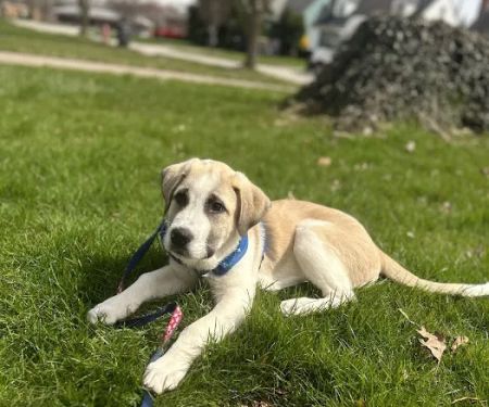 Big Creek Pet Hospital