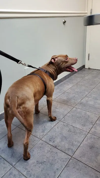 VCA Midpark Animal Hospital Picture 3