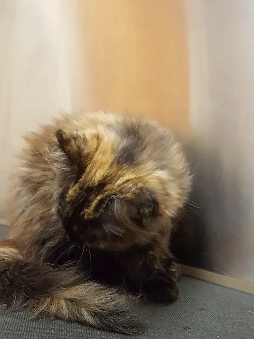 Animals Unlimited Vet Hospital Picture 5