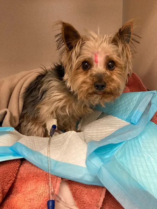 MedVet Cleveland Picture 5