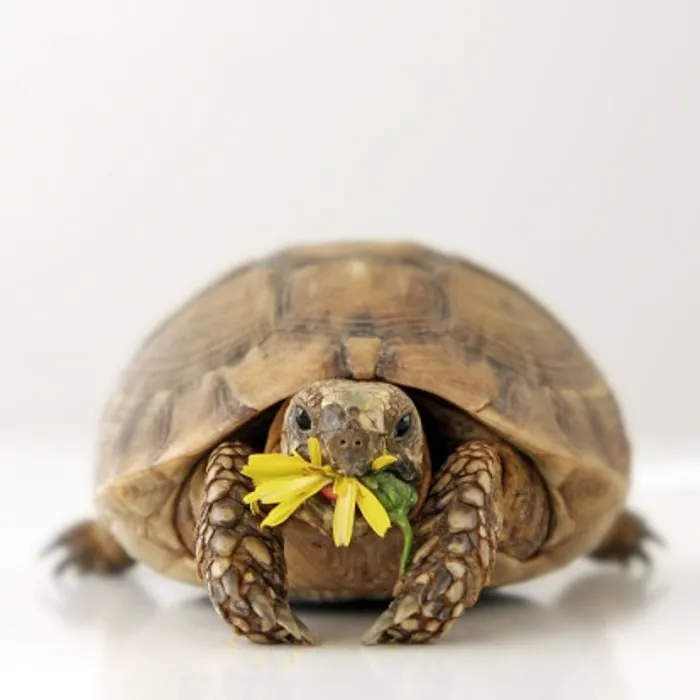 MetroPet Veterinary Clinic Picture 7
