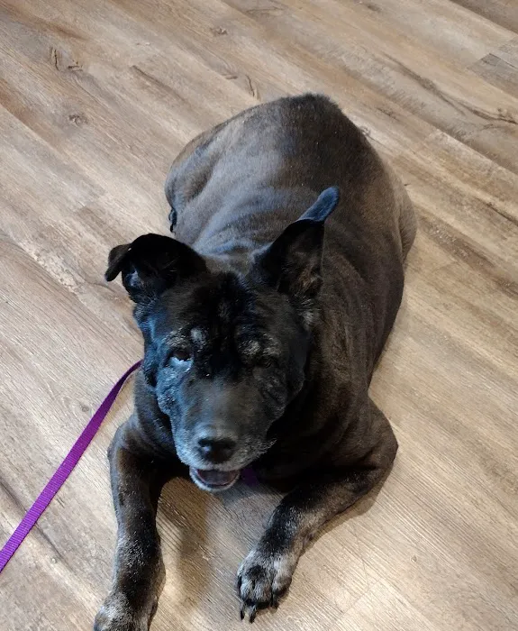 MetroPet Veterinary Clinic Picture 8