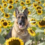 MetroPet Veterinary Clinic